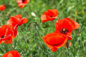 Obraz premium Enlarged image of a red poppy flower with an unopened bud. Fresh grass, red poppy on natural defocused light green background. Medicinal plant.