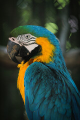 blue and yellow macaw