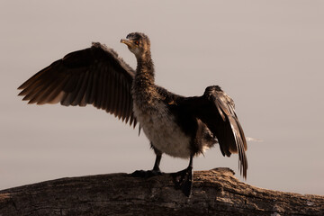 Birding at the Marievale reserve