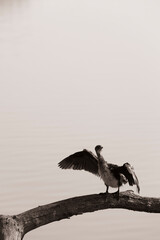 Birding at the Marievale reserve