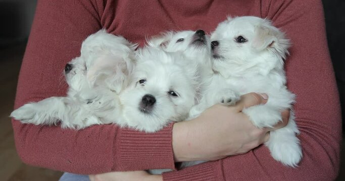 A woman in warm sweater holds many small Maltese puppies in her arms. Happy puppies held by owner's hands. Adult woman girl holding dogs in her arms. Funny puppy.