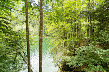 Natural scenery in a small forest at the lake Waegitalersee in Switzerland