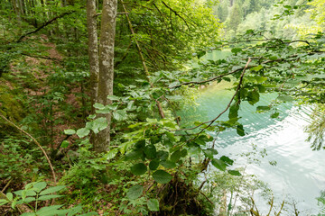 Natural scenery in a small forest at the lake Waegitalersee in Switzerland