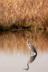 The birds at the Marievale wetlands