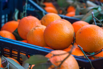 Sicilian oranges on food market Ballaro in Palermo