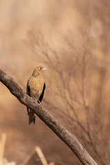 The birds at the Marievale wetlands