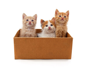 Kittens in a box.