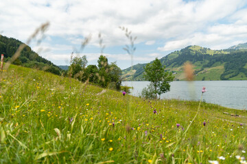 Green meadow at the Waegitalersee in Switzerland