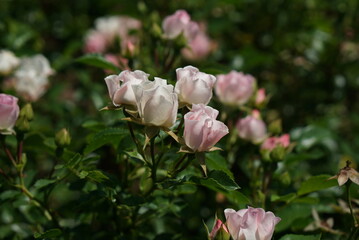 鈴のような小さなバラ