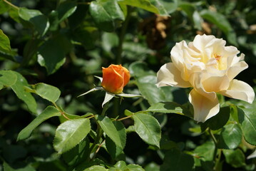 オレンジ色のバラ