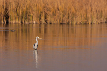 The birds at the Marievale wetlands