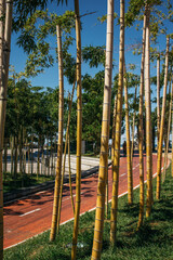 Fototapeta premium park in the spring