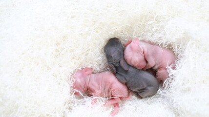 New born rabbit on white cloth. Very young bunny moving as they are resting and sleep together with relax and warm.