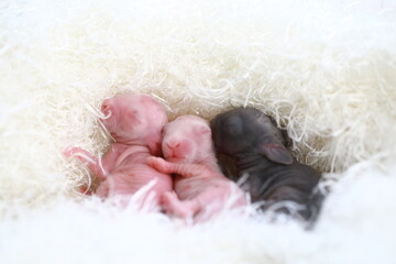 New born rabbit on white cloth. Very young bunny moving as they are resting and sleep together with...