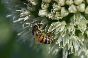 Biene auf einer Schnittlauchblüte