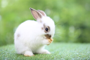 Cute little rabbit on green grass with natural bokeh as background during spring. Young adorable bunny playing in garden. Lovrely pet at park