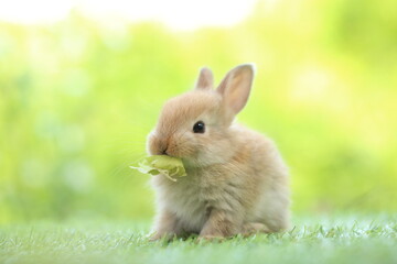 Cute little rabbit on green grass with natural bokeh as background during spring. Young adorable...