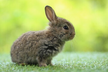 Fototapeta premium Cute little rabbit on green grass with natural bokeh as background during spring. Young adorable bunny playing in garden. Lovrely pet at park