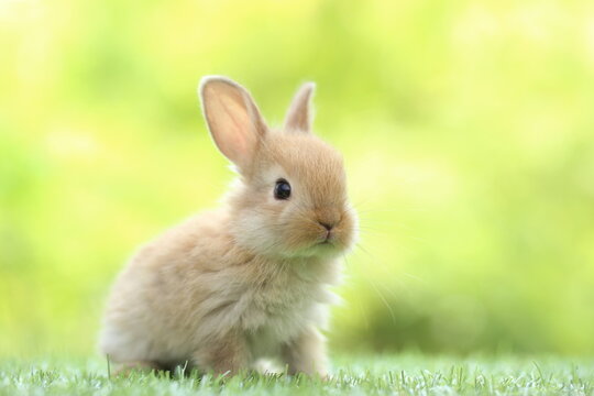 Cute little rabbit on green grass with natural bokeh as background during spring. Young adorable bunny playing in garden. Lovrely pet at park