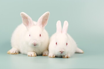 Obraz premium Rabbit on green pastel screen. Little bunny action. Cute pet for clinic or Vet banner.