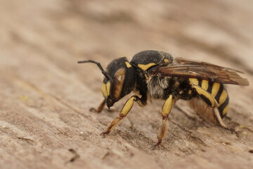 Closeup of a female of the Florentine woolcarder Bee, Anthidium florentinum