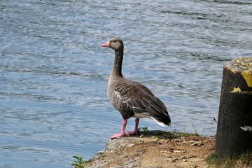 Graugans am Rande eines Sees.
