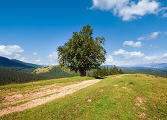 Summer mountain landscape with rural road and lonely tree