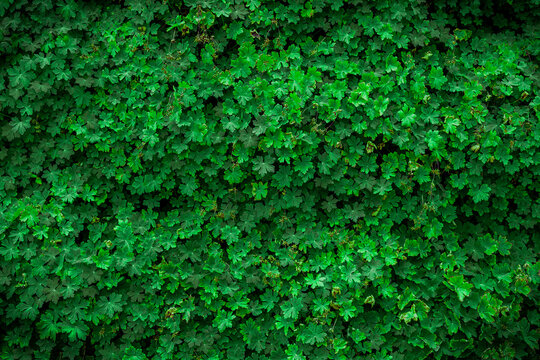 Green leafes as a background © astaszczyk