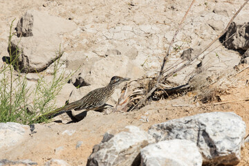 Roadrunner in the sand