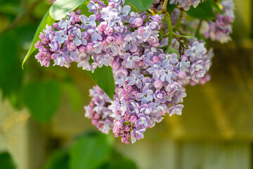Obraz premium Lilac branch on yellow background