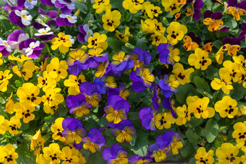 Multi-colored carpet of fresh flowers of violets