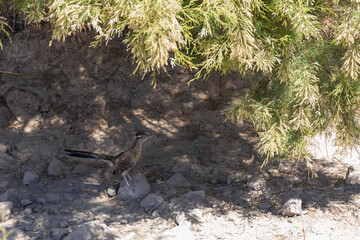 Roadrunner standing under bushes