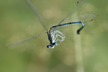 Close-up of a blue feather dragonfly caught in a spider web. The wings and body are twisted. The eyes are open and look at the viewer. The background is green.