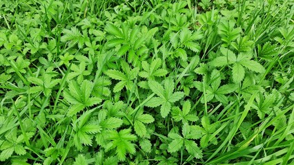 Foliage of Potentilla simplex, also known as common cinquefoil or old-field five-fingers, in the garden. Natural green leaves background.