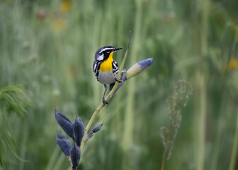 warbler on milkweed pod