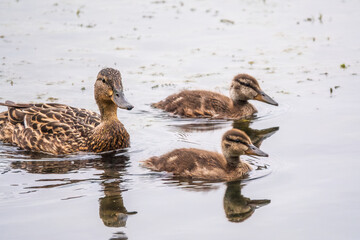 A family of ducks, a duck and its little ducklings are swimming in the water. The duck takes care of its newborn ducklings. Mallard, lat. Anas platyrhynchos
