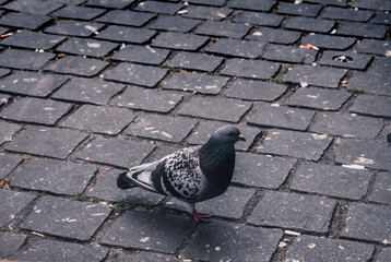 pigeon on the street