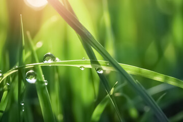 Fresh grass with dew drops close up. Drops of dew on a close-up sheet.


