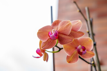 Beautiful orchid flowers in the garden on a brick wall background