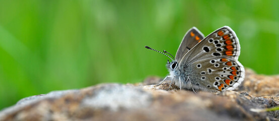 Kleiner Sonnenröschen-Bläuling // Brown argus (Aricia agestis) - Greece