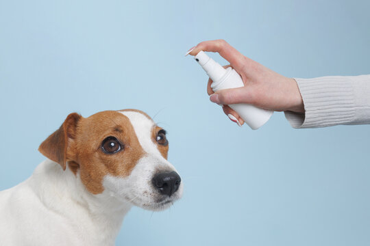 treatment of dogs from ticks and fleas, the concept of treating dogs
