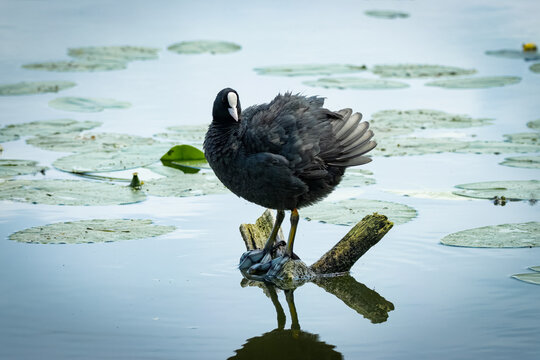 Eurasian coot (Fulica atra), common coot, Australian coot stands on its foot on the wooden stick. It is largely black bird with the white bill and frontal shield and red eyes. Close-up portrait.