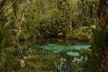 pond in the Juniper Springs Recreation Area