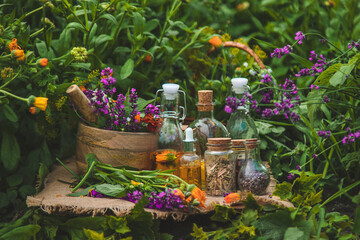 Plants and herbs, nature, alternative medicine. Selective focus.