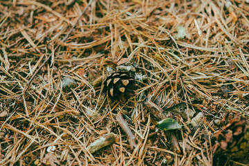 acorn in woods