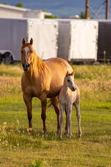 horse and foal in field by barn