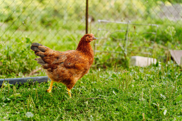 A red hen walks on the grass in a village yard
