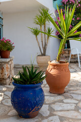 Potted plants in a stone garden.