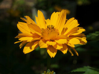 yellow flower in the garden