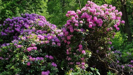 Obraz premium Blooming rhododendron bushes in the garden. Spring landscape.